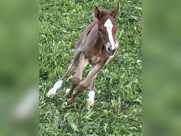 Arabian horses Mix Mare Foal (08/2025) 15,2 hh Chestnut in Stockach
