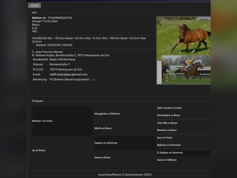 Arabian horses Mix Mare Foal (08/2025) 15,2 hh Chestnut in Stockach