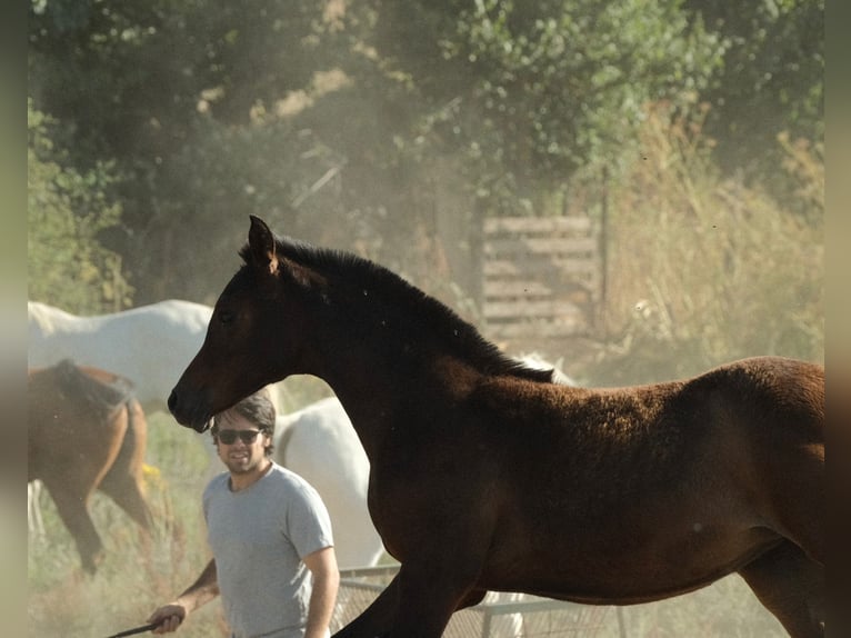 Arabian horses Mare  Bay-Dark in Zamarramala