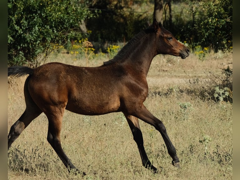 Arabian horses Mare  Bay-Dark in Zamarramala