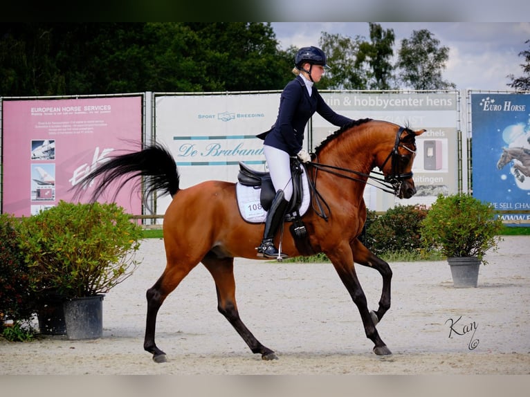 Arabian horses Mare  Bay-Dark in Zuidoostbeemster