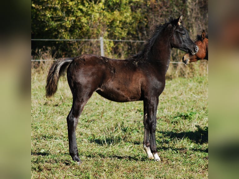 Arabian horses Mare  Black in Krajna Polana