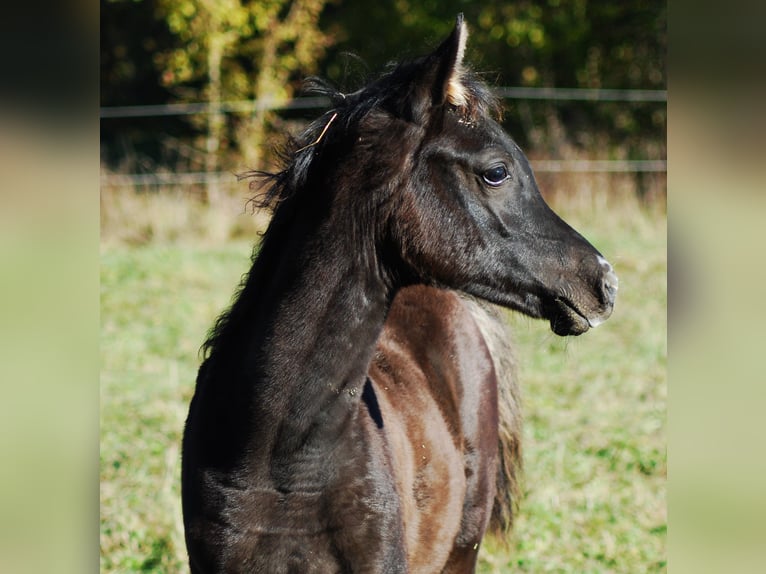 Arabian horses Mare  Black in Krajna Polana