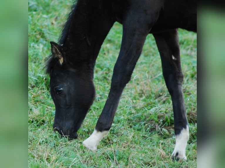 Arabian horses Mare  Black in Krajna Polana