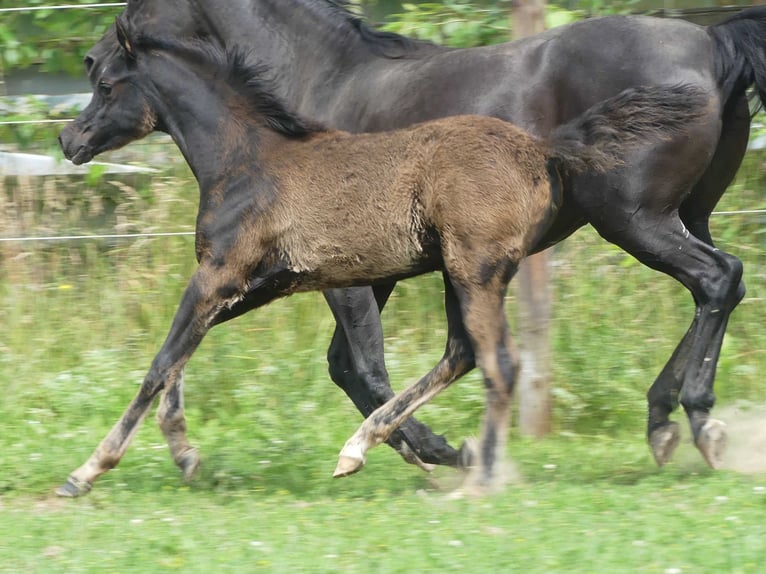 Arabian horses Mare  Black in Herzberg am Harz