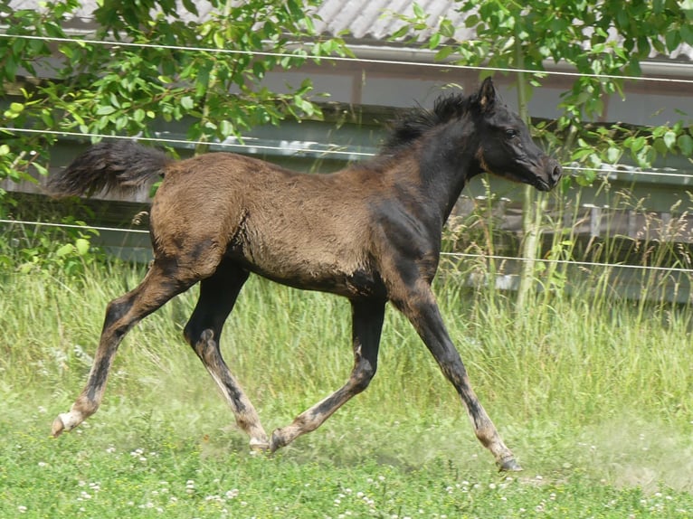 Arabian horses Mare  Black in Herzberg am Harz