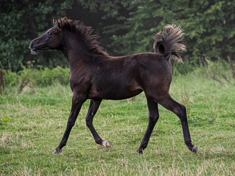 Arabian horses Mare Foal (03/2025) Black in Herzberg am Harz