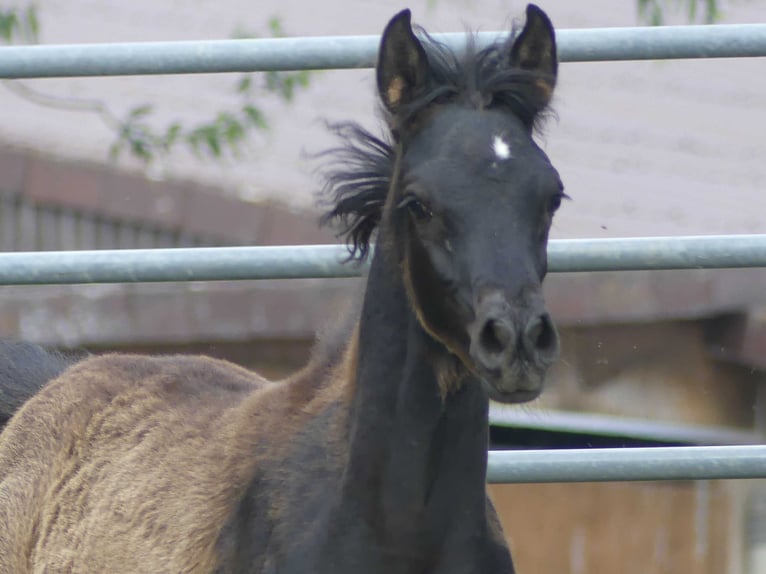 Arabian horses Mare  Black in Herzberg am Harz