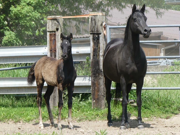 Arabian horses Mare  Black in Herzberg am Harz