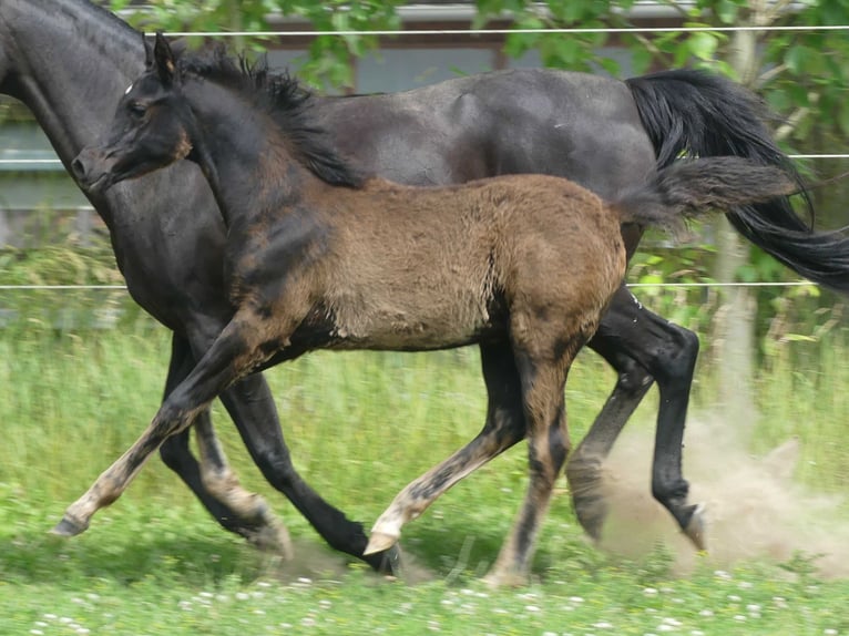 Arabian horses Mare  Black in Herzberg am Harz