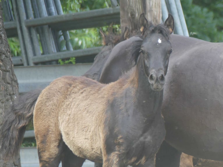 Arabian horses Mare  Black in Herzberg am Harz