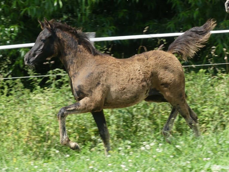 Arabian horses Mare  Black in Herzberg am Harz