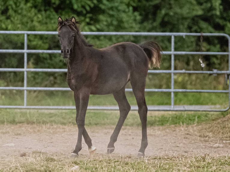 Arabian horses Mare Foal (03/2025) Black in Herzberg am Harz