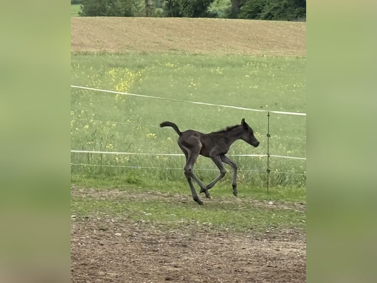 Arabian horses Mare  Black in Mengen