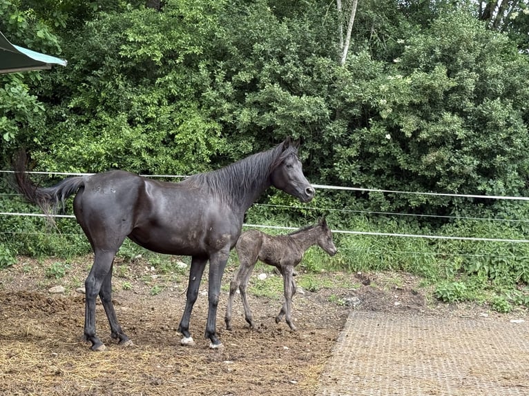 Arabian horses Mare  Black in Mengen