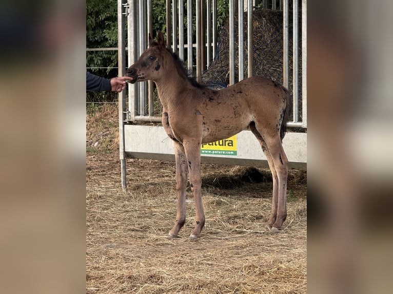 Arabian horses Mare  Black in Mengen