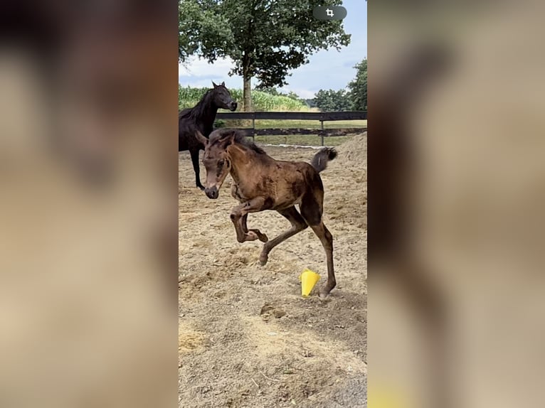 Arabian horses Mare  Black in Mengen
