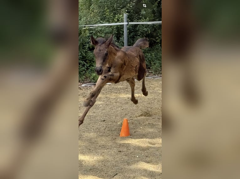 Arabian horses Mare  Black in Mengen