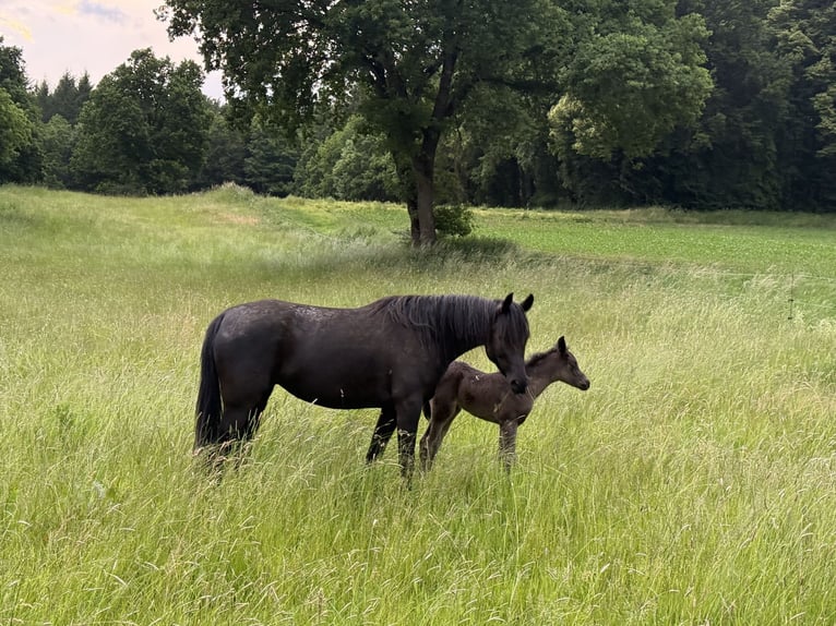 Arabian horses Mare  Black in Mengen