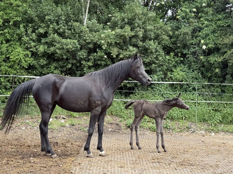 Arabian horses Mare  Black in Mengen