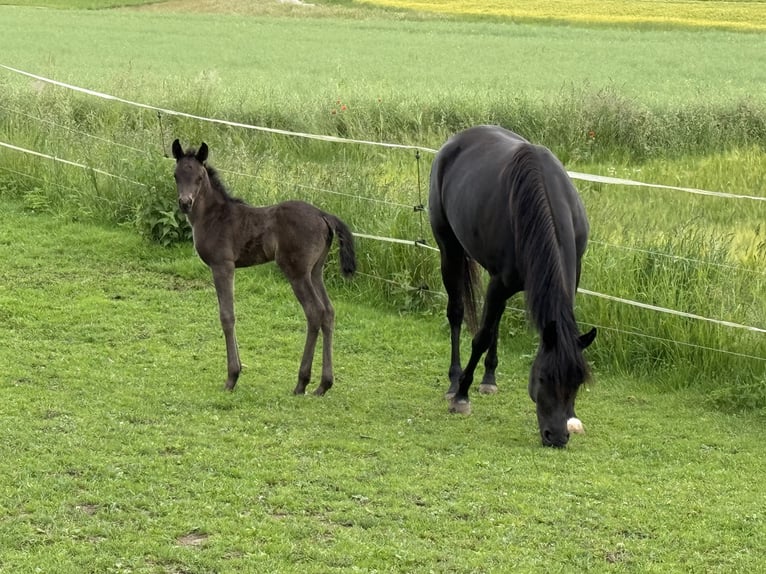 Arabian horses Mare  Black in Mengen