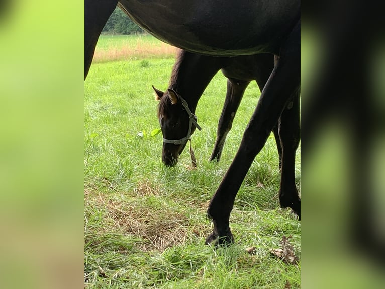 Arabian horses Mare Foal (04/2024) Black in Province du Luxembourg