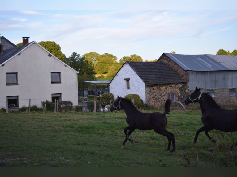 Arabian horses Mare Foal (04/2024) Black in Province du Luxembourg