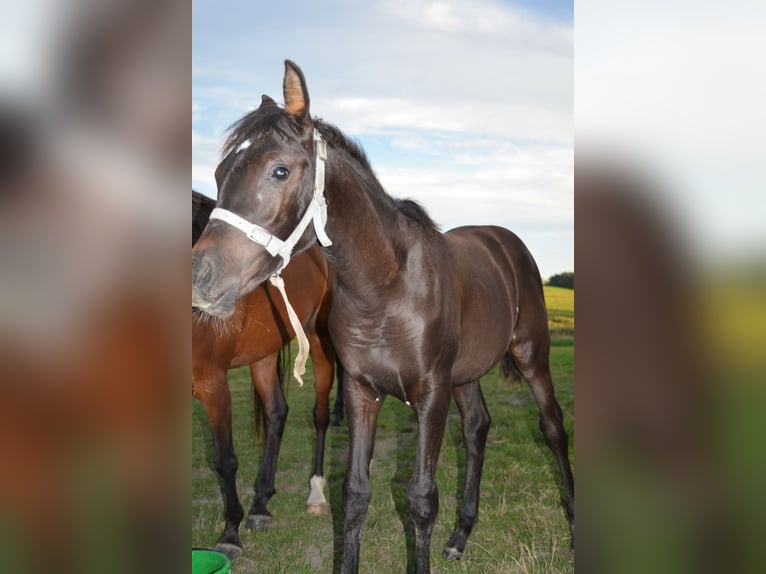 Arabian horses Mare Foal (04/2024) Black in Province du Luxembourg