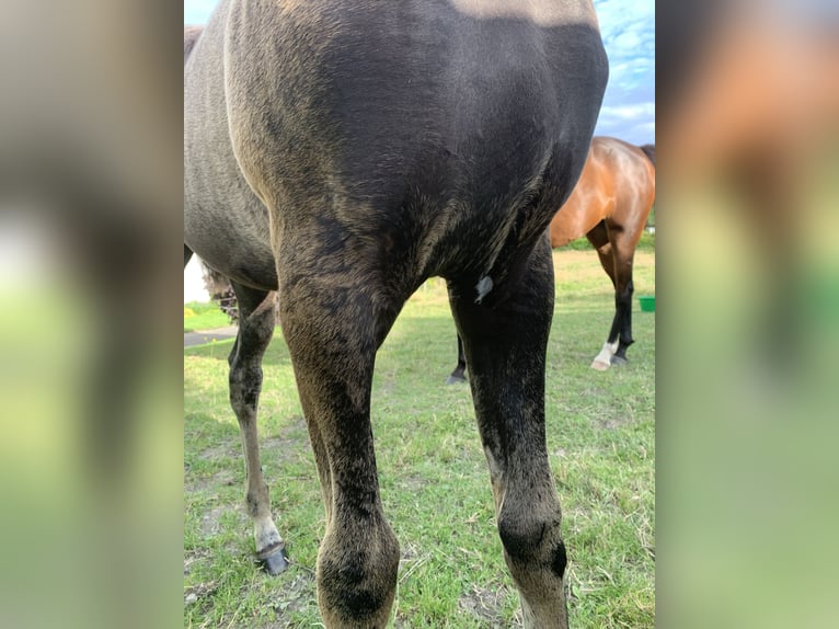 Arabian horses Mare Foal (04/2024) Black in Province du Luxembourg