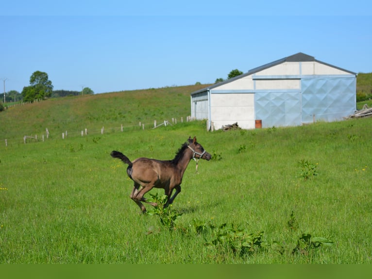 Arabian horses Mare Foal (04/2024) Black in Province du Luxembourg