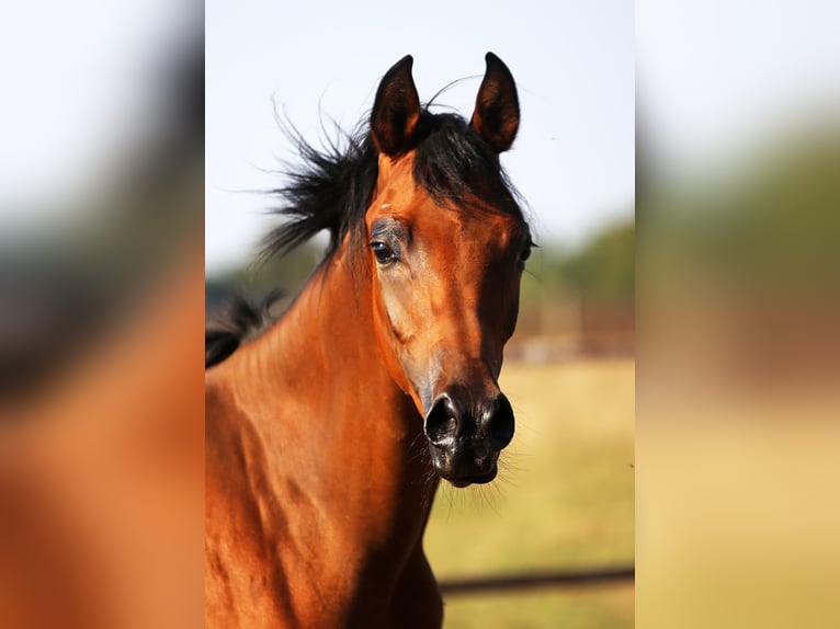 Arabian horses Mare  in Stryków