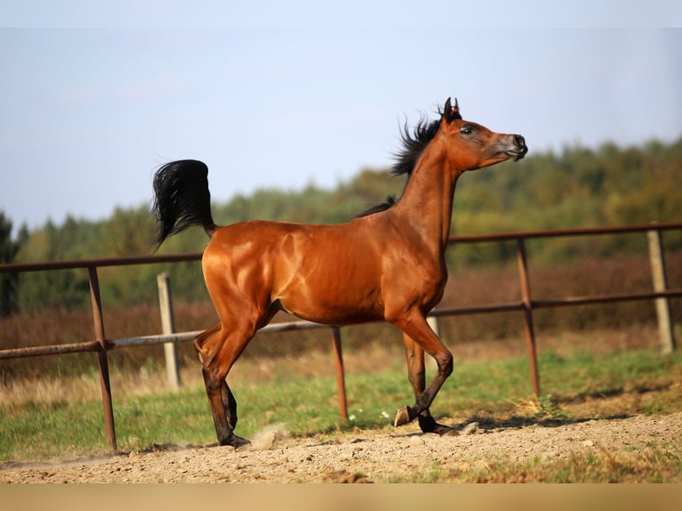 Arabian horses Mare  in Stryków