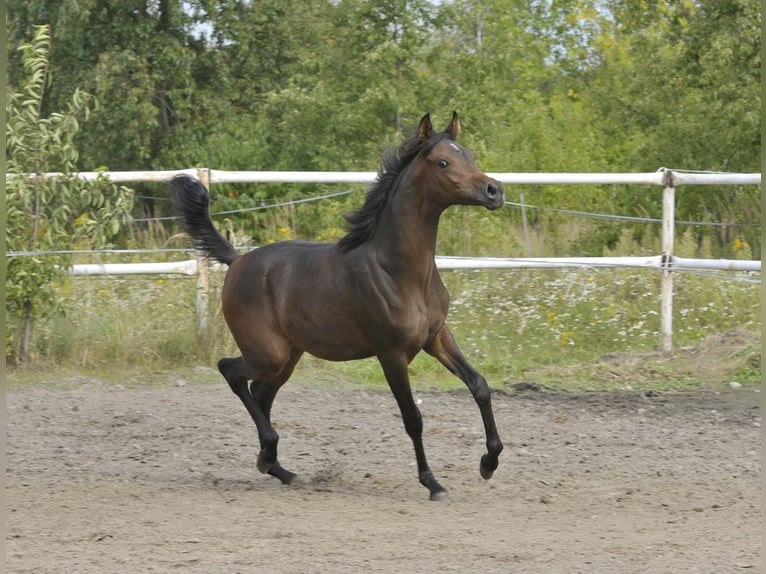 Arabian horses Mare Foal (02/2025) Brown in LODZ