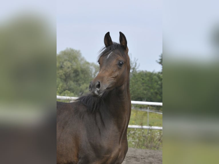 Arabian horses Mare Foal (02/2025) Brown in LODZ