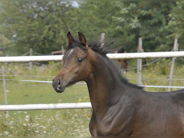Arabian horses Mare Foal (02/2025) Brown in LODZ