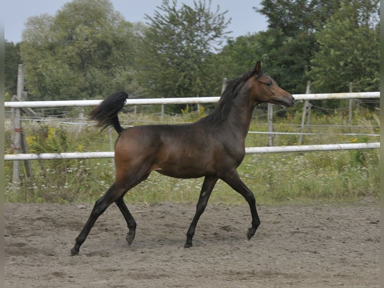 Arabian horses Mare Foal (02/2025) Brown in LODZ