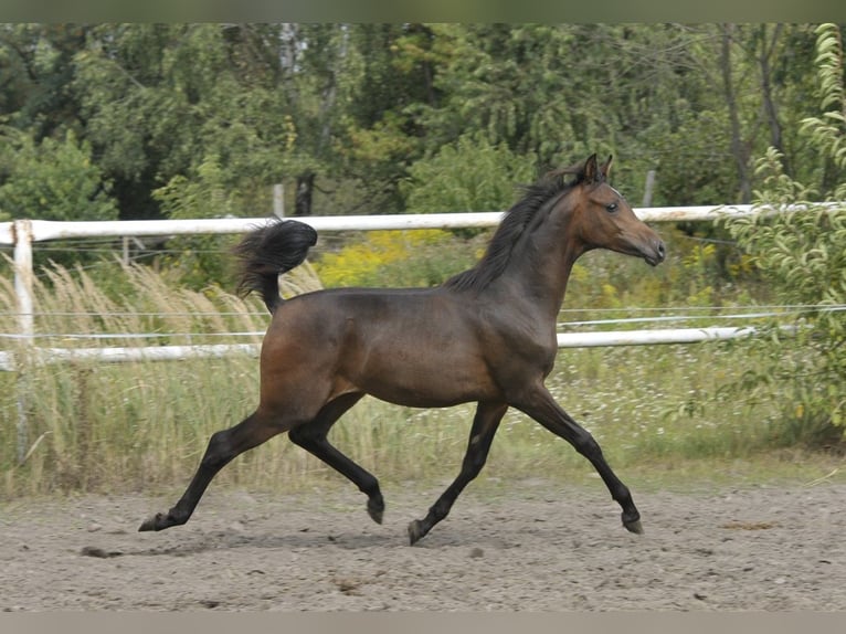 Arabian horses Mare Foal (02/2025) Brown in LODZ