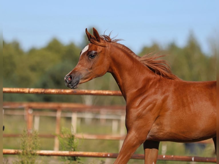 Arabian horses Mare Foal (01/2025) Chestnut-Red in Jezow