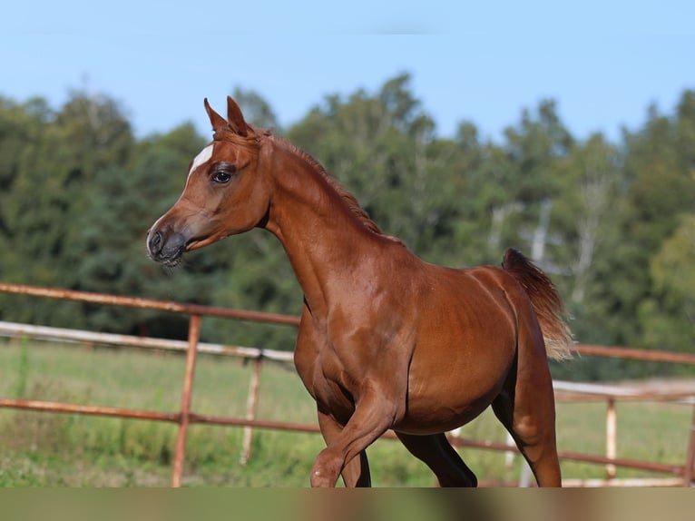 Arabian horses Mare Foal (01/2025) Chestnut-Red in Jezow