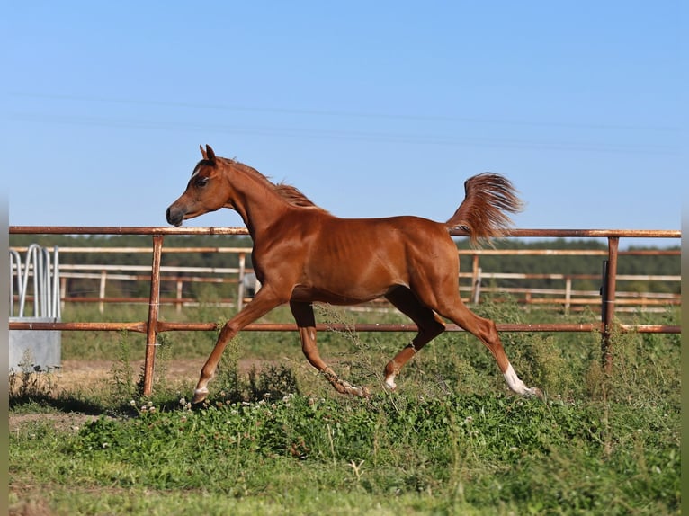 Arabian horses Mare Foal (01/2025) Chestnut-Red in Jezow