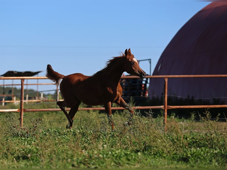 Arabian horses Mare Foal (01/2025) Chestnut-Red in Jezow