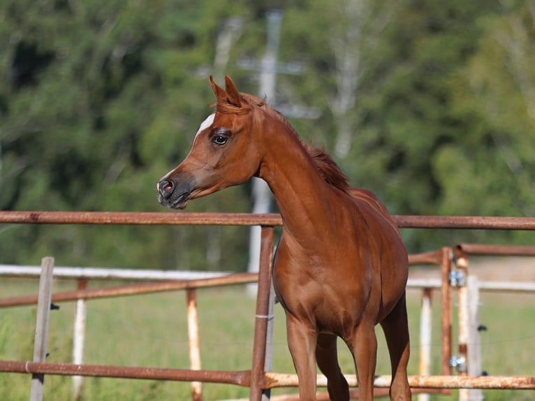 Arabian horses Mare Foal (01/2025) Chestnut-Red in Jezow