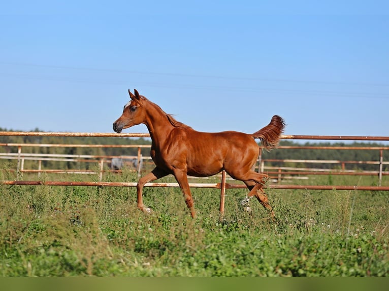Arabian horses Mare Foal (01/2025) Chestnut-Red in Jezow