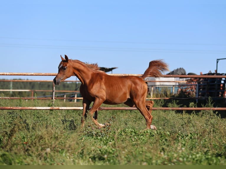 Arabian horses Mare Foal (01/2025) Chestnut-Red in Jezow