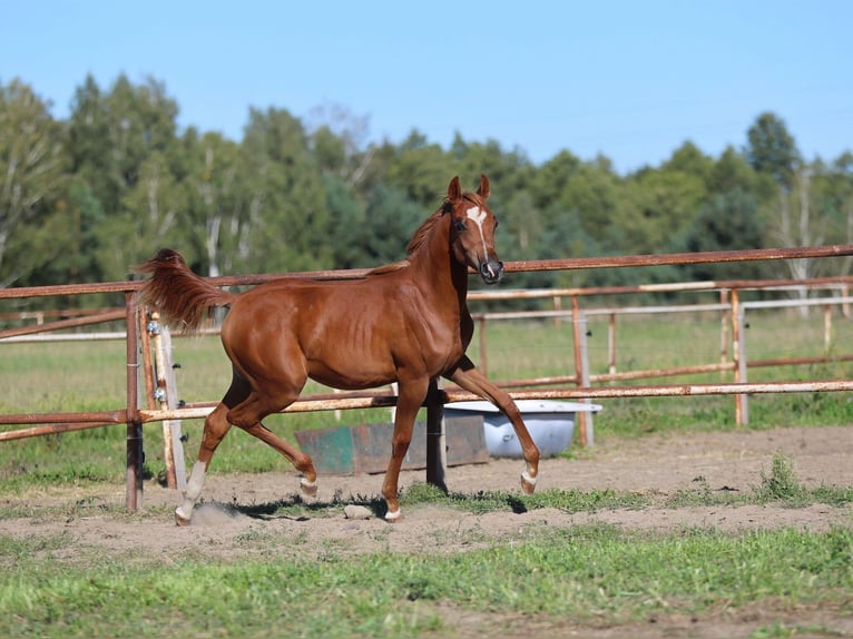 Arabian horses Mare Foal (01/2025) Chestnut-Red in Jezow