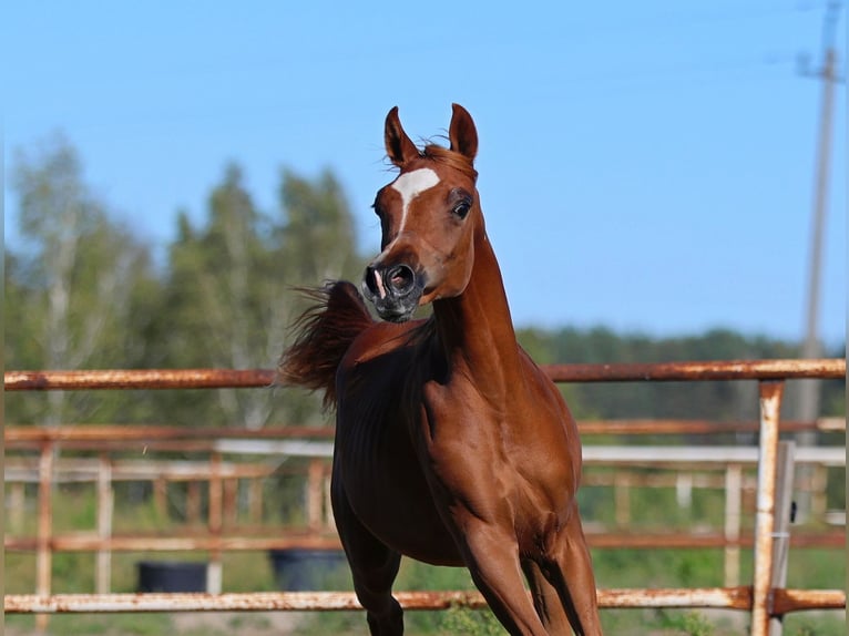 Arabian horses Mare Foal (01/2025) Chestnut-Red in Jezow