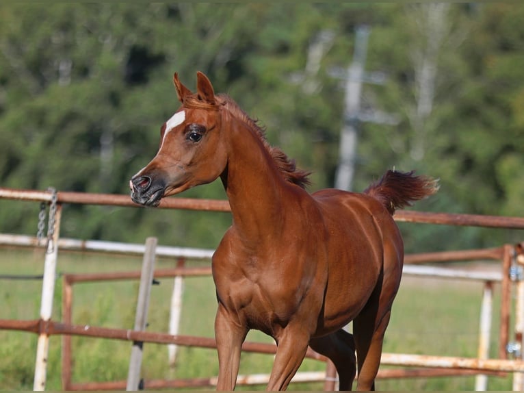 Arabian horses Mare Foal (01/2025) Chestnut-Red in Jezow