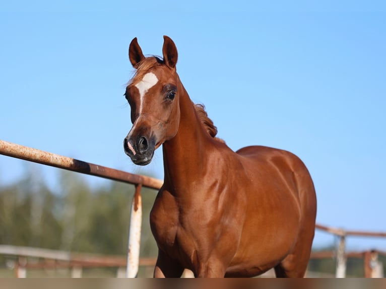 Arabian horses Mare Foal (01/2025) Chestnut-Red in Jezow