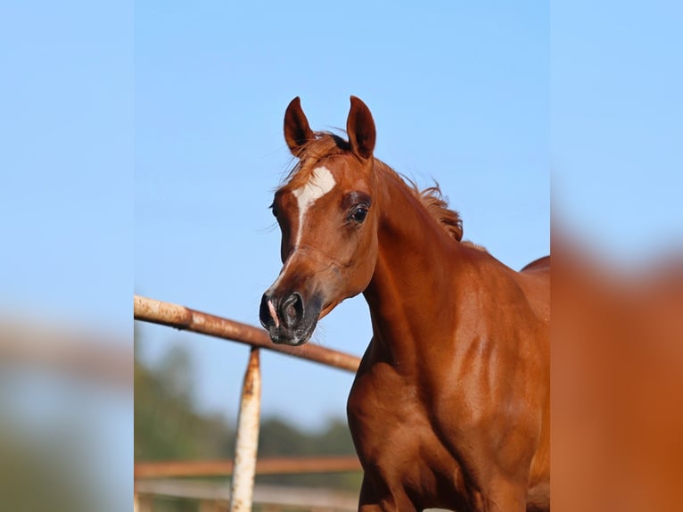 Arabian horses Mare Foal (01/2025) Chestnut-Red in Jezow