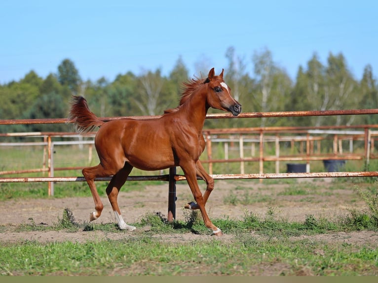 Arabian horses Mare Foal (01/2025) Chestnut-Red in Jezow